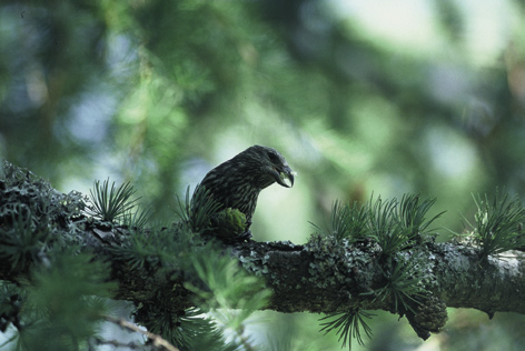 bec croisé des sapins